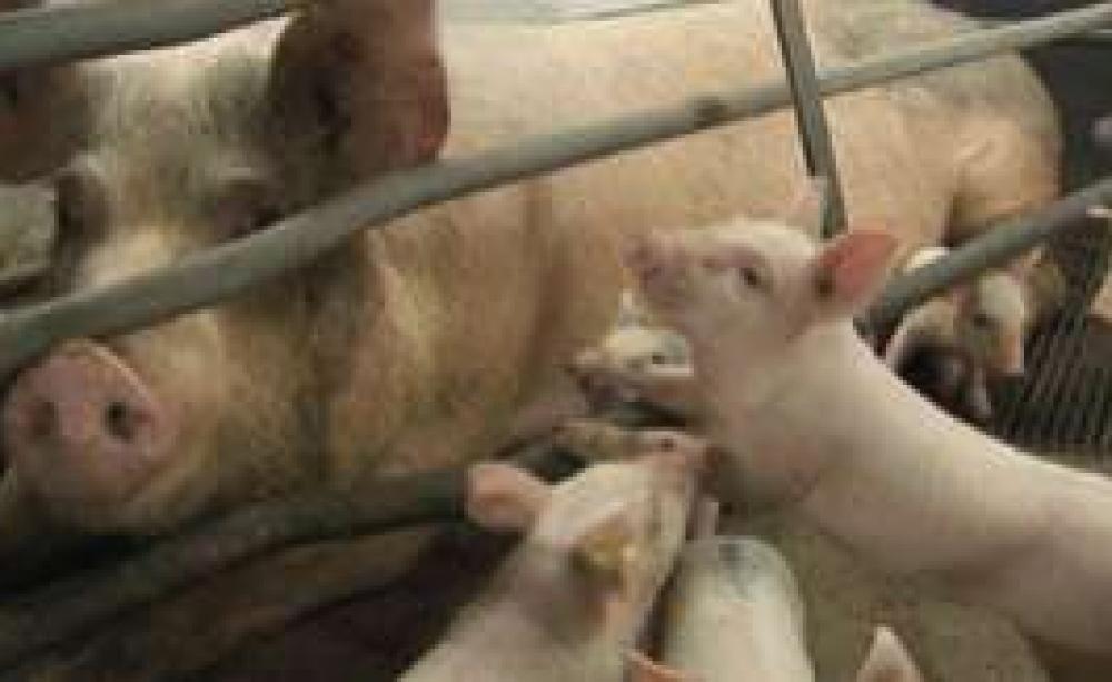 full-pig.jpg