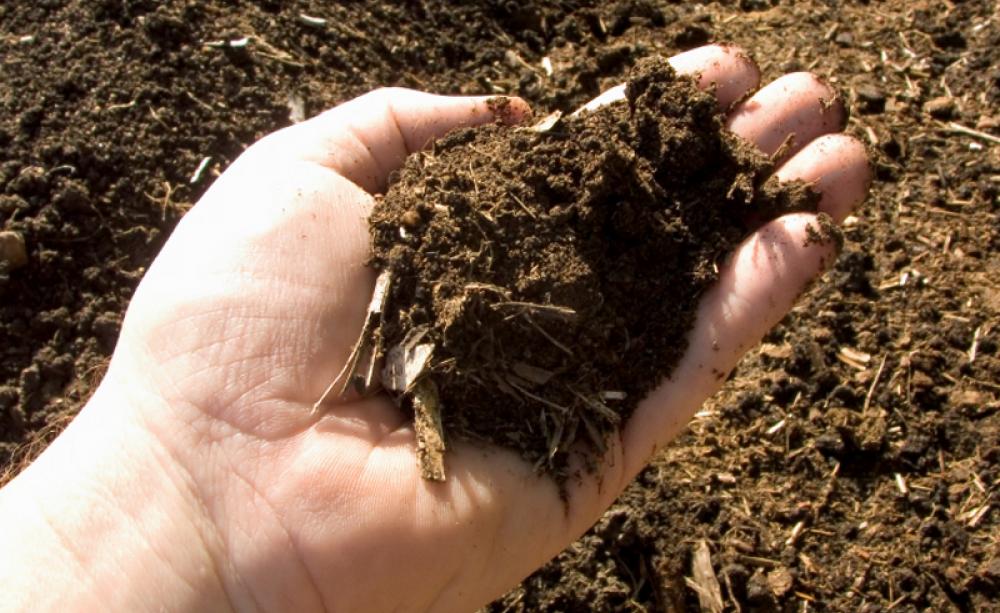Healthy compost in the palm of a hand