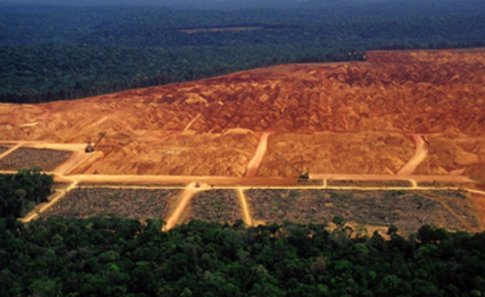 Logging in the Amazon