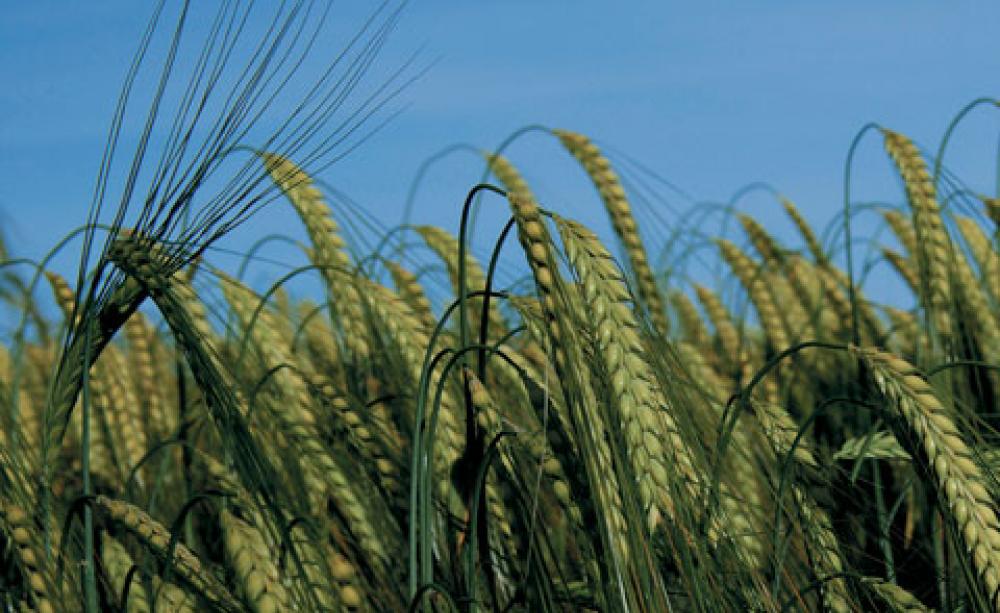 Know your oats: grow your own grains