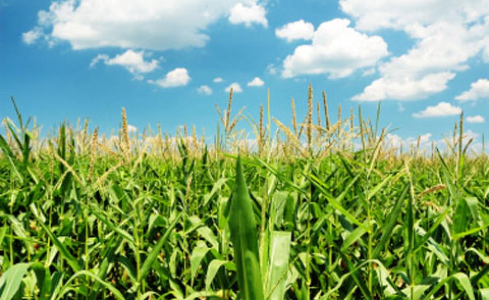 A study on a variety of GM maize found it may have negative effects on stream life