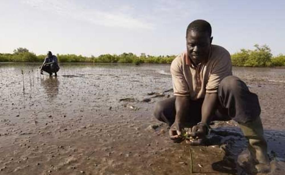 Planting mangroves