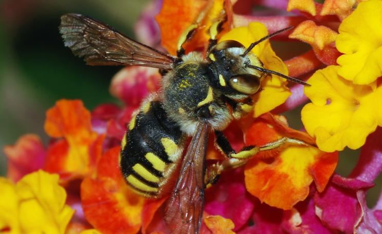 Many insects, including bees, has plummeted over the last 25 years