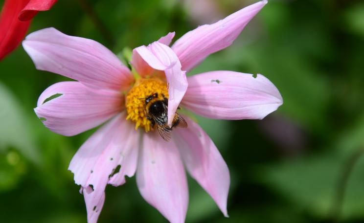 Bee and pink flower