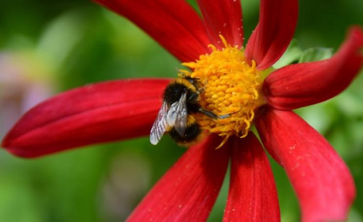 Bee on red flower