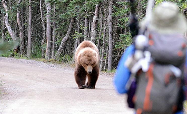 Man approaches bear on road