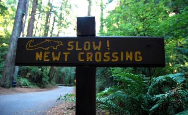 A wooden sign: Slow! Newt Crossing