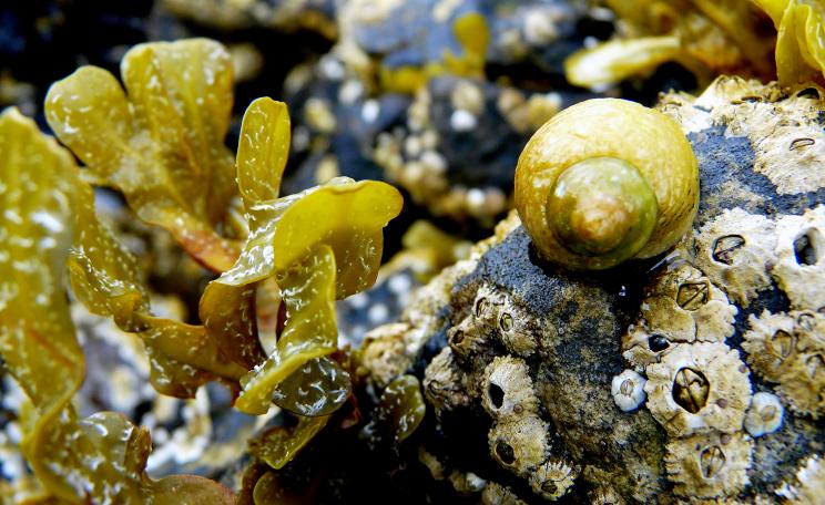 Kelp and a sea snail