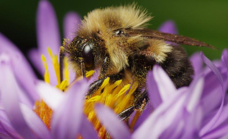 A bumblebee harvesting pollen