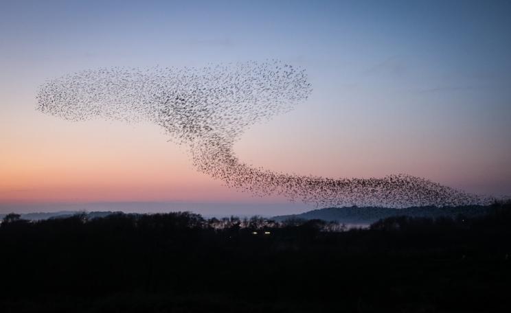 Murmuration of starlings