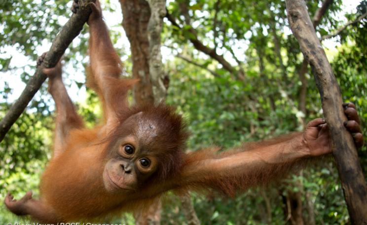 Orangutans: under severe threat from growth of palm oil
