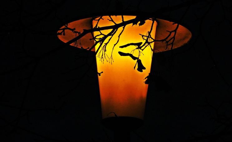 leaves by lantern