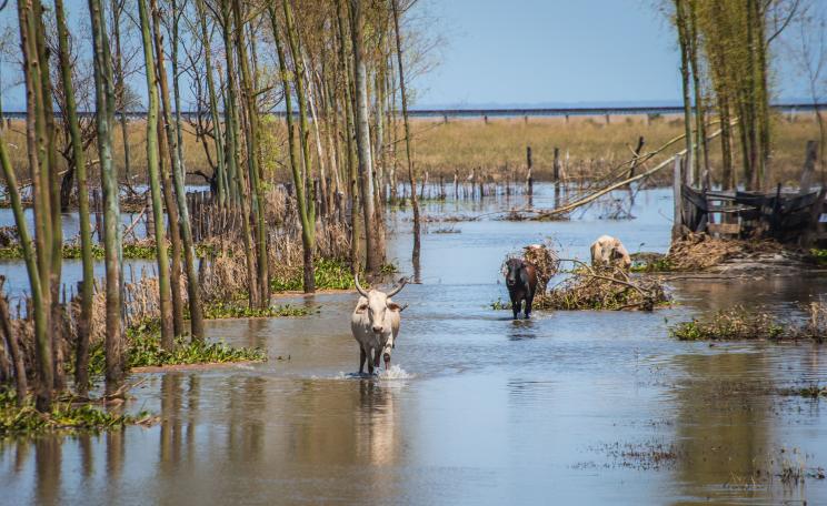 Cow walking through flooded plain