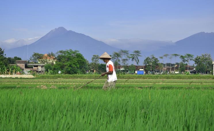 Farming rice