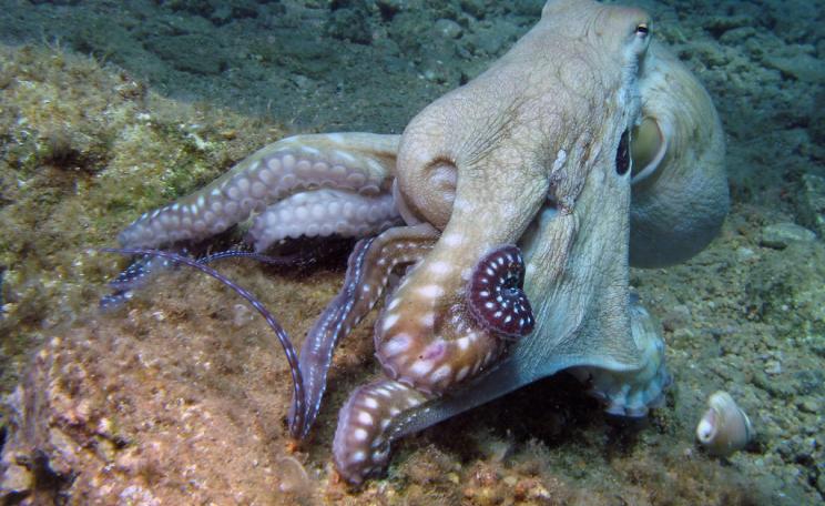 Red Sea Octopus