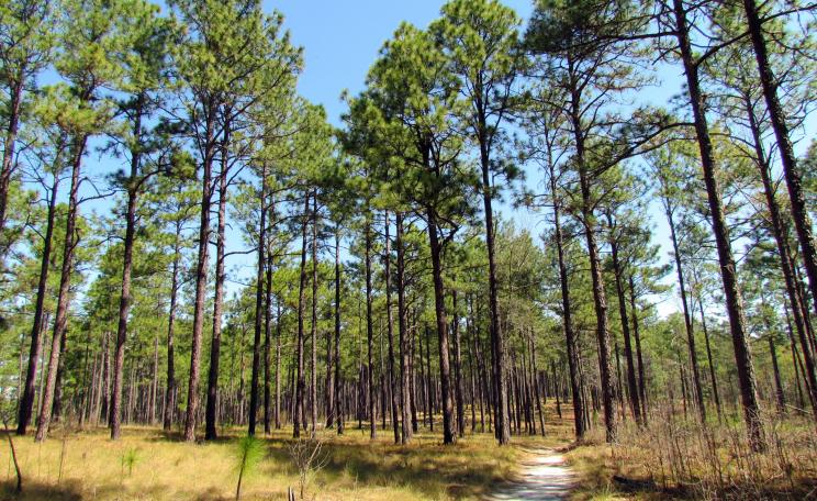 Longleaf pines in North Carolina