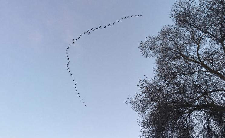 Birds in formation 