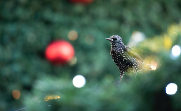 Starling in winter