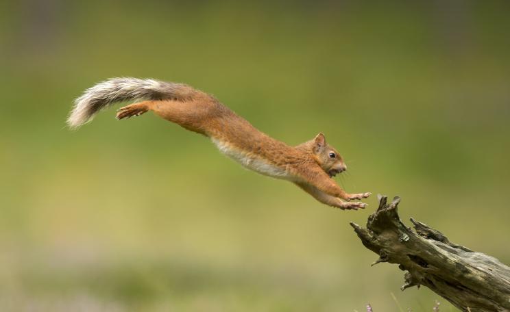 Red squirrel, Scottish Highlands © Mark Hamblin,