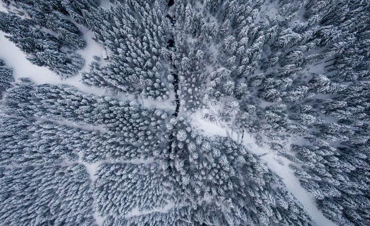 Aerial photograph of snow covered trees