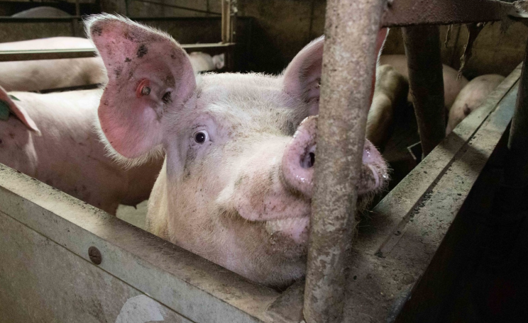 Factory farmed pig