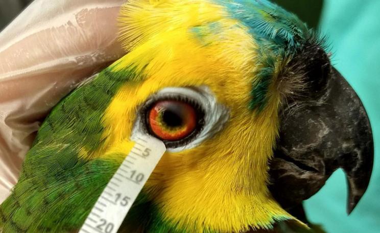 Tear collection from a Turquoise-fronted Amazon bird