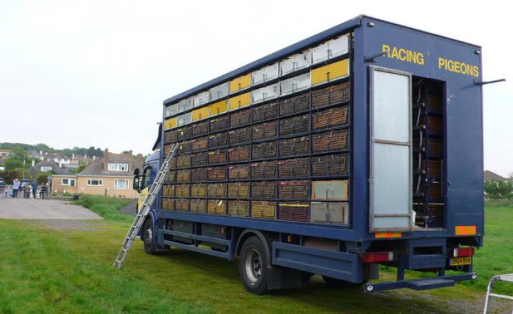 Transport van for racing pigeons