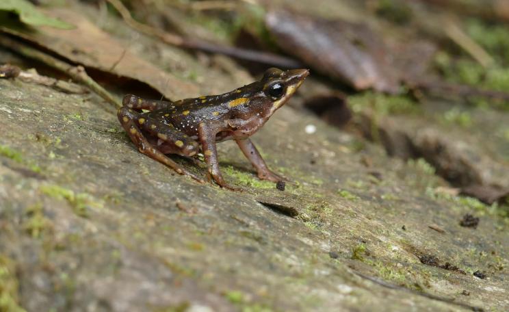 The Harlequin Frog (Atelopus longirostris). Photo: Carlos Zorilla 