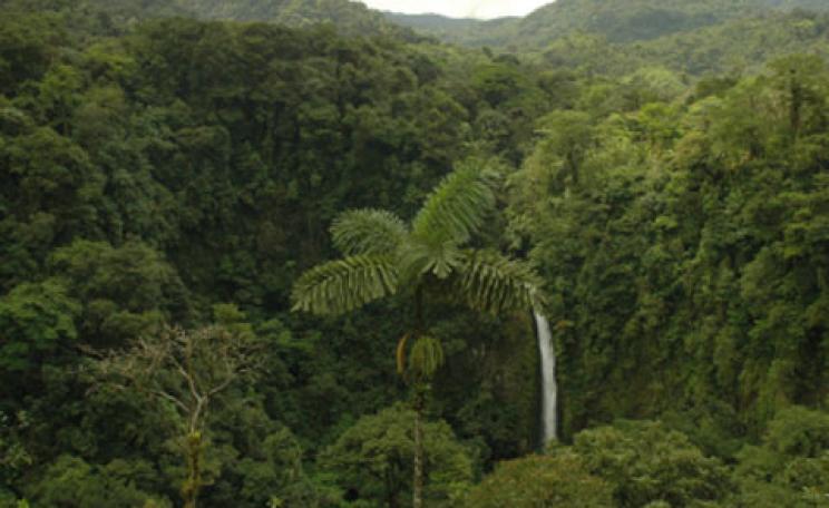 Tropical rainforests