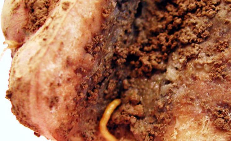 Wireworm damage to potato