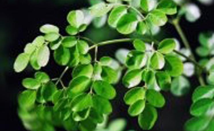 Moringa tree