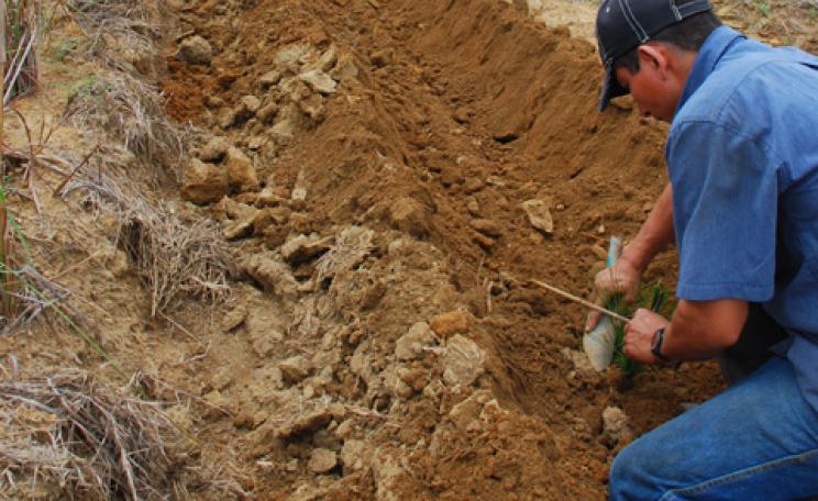 Tree planting in Gaviotas
