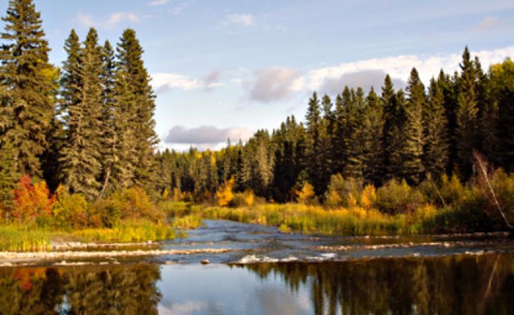 Northern Boreal Forest