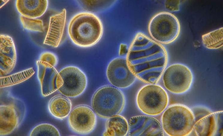 Phytoplankton