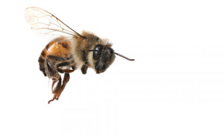 A bee in flight