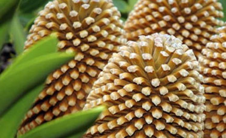 Eastern Cape giant cycad