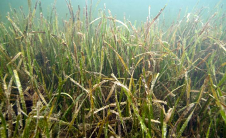 Seagrass