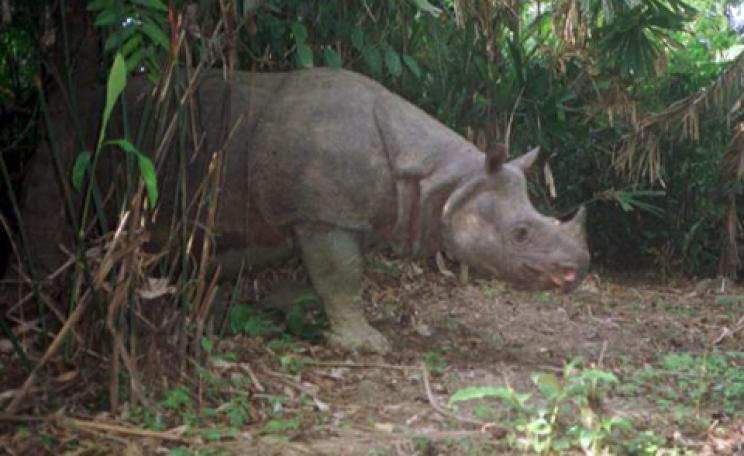 Rhino