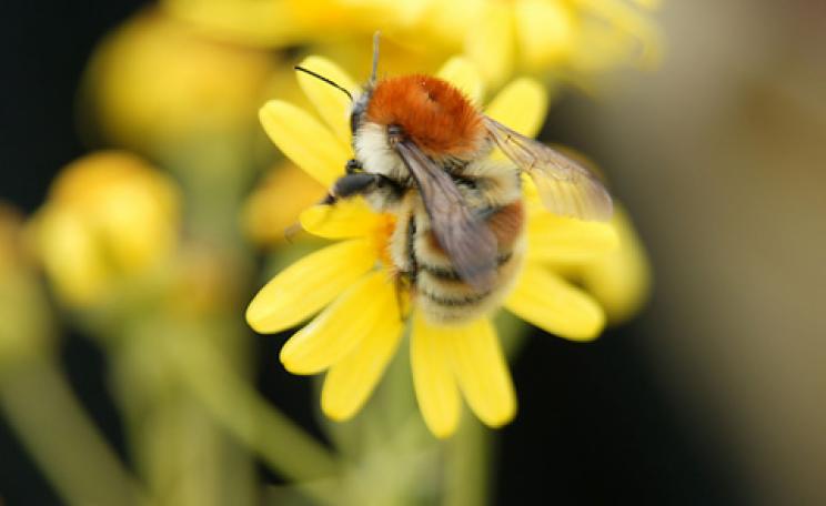 Brown-banded carder bumblebee