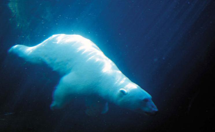 Before 1976 the polar bear was in the 'least concern' category of the IUCN Red List. It is now critically endangered as a result of global warming and the shrinking of the northern polar ice cap