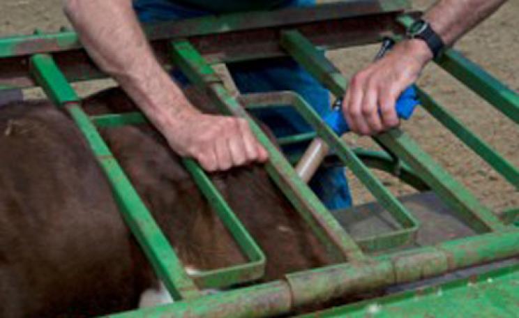 Antibiotics being administered