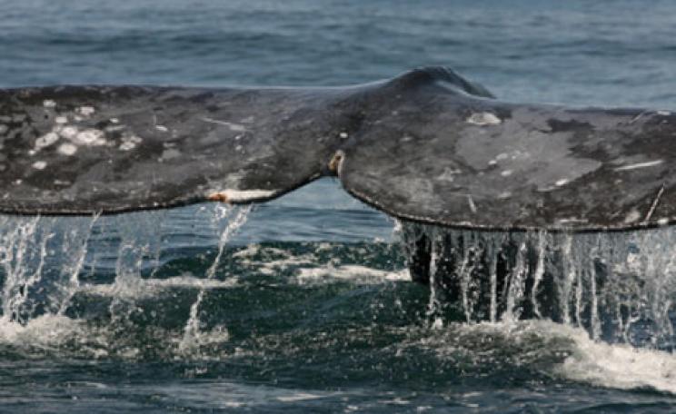 Gray whales