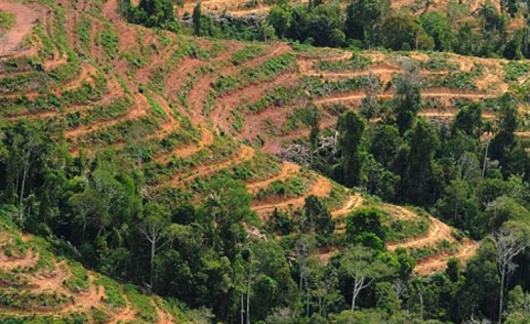 Landscape devastated by palm oil