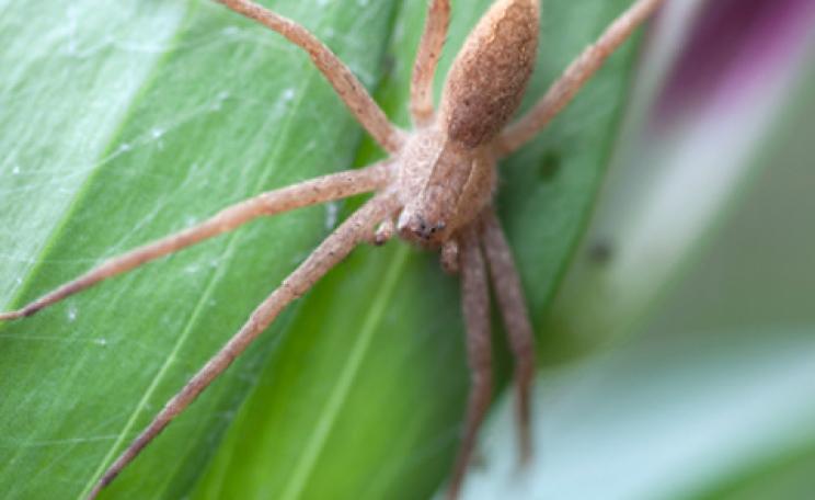 Pisaurina mira spider
