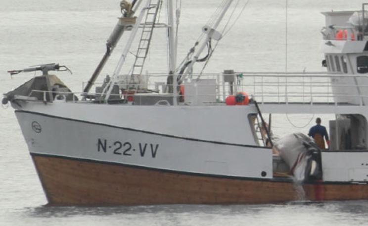 Norwegian whale hunt