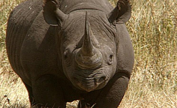 endangered black rhino