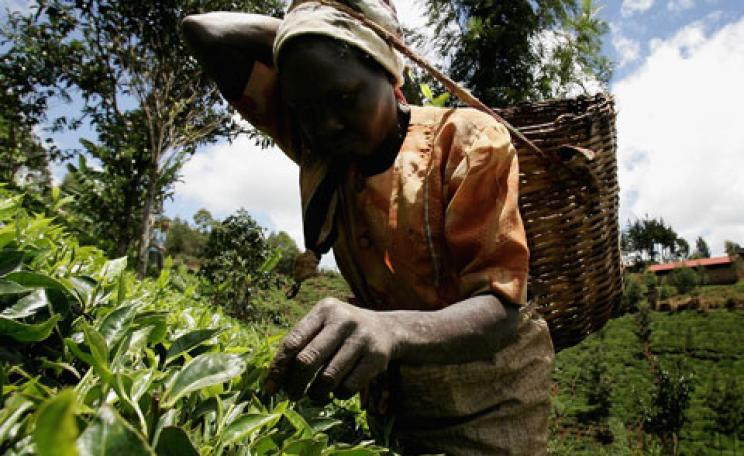 Tea picking in Kenya