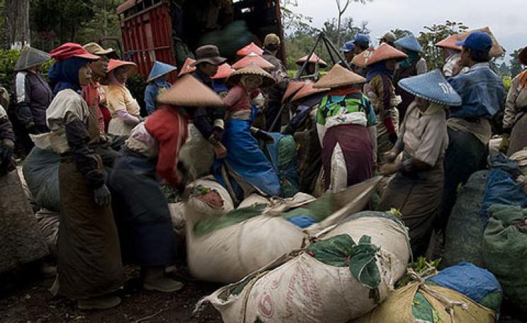 Tea loading in Indonesia