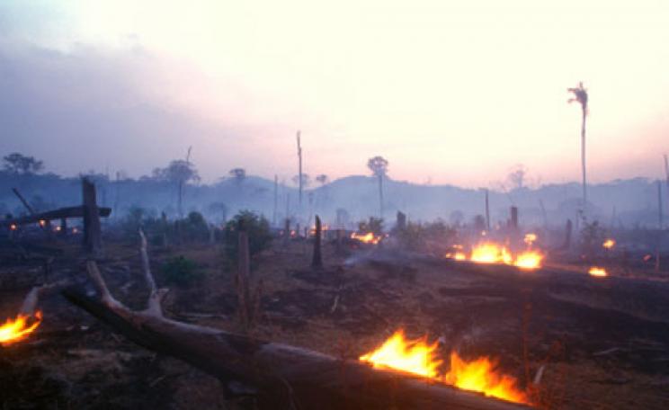 Amazon rainforest being burnt