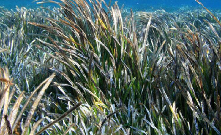 Bubbling seagrass, Greeg Island, Australia
